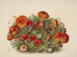 @ Mary Vaux Walcott (668)