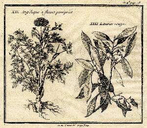 @ Pierre François Xavier De Charlevoix (17)